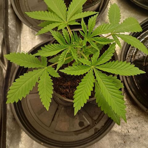 Bruce Banner OG 1# growlog timeline photo