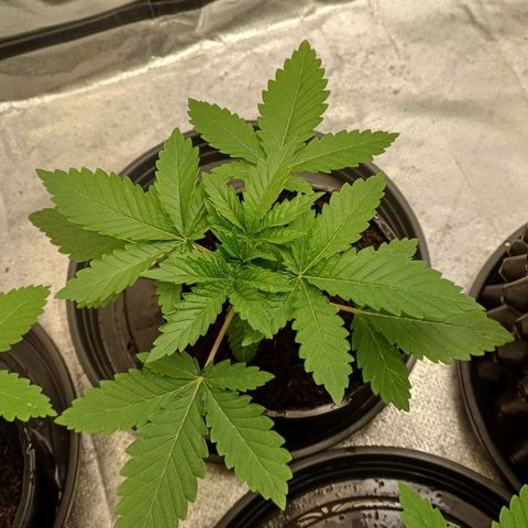 California Haze growlog timeline photo