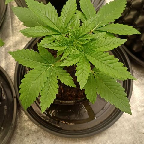 California Haze growlog timeline photo