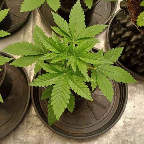 California Haze growlog timeline photo