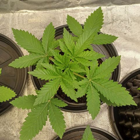 California Haze growlog timeline photo