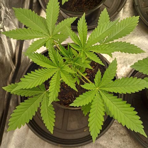 Bruce Banner OG 1# growlog timeline photo