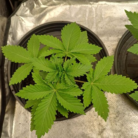 Bruce Banner OG 2# growlog timeline photo