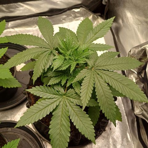 Gorilla Banana growlog timeline photo
