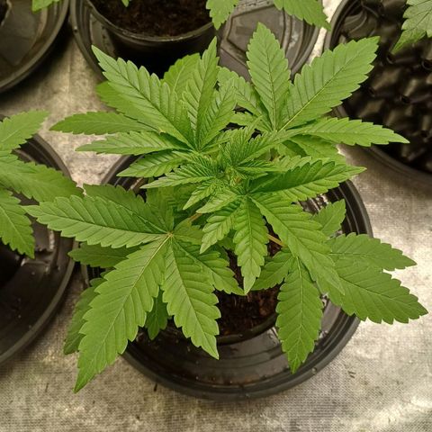 California Haze growlog timeline photo