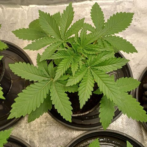 California Haze growlog timeline photo