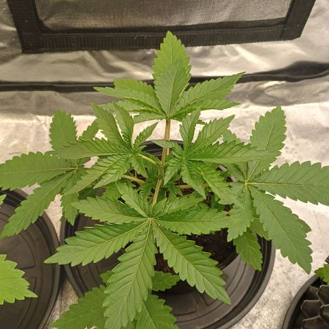 California Haze growlog timeline photo