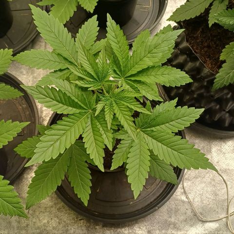 California Haze growlog timeline photo