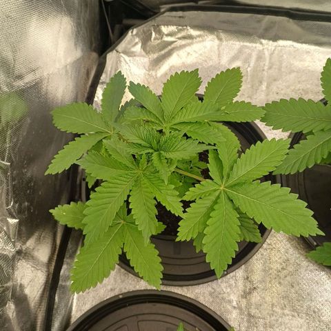 Bruce Banner OG 2# growlog timeline photo