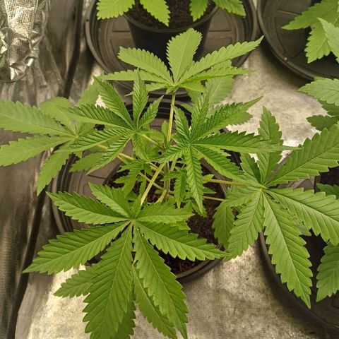 Bruce Banner OG 1# growlog timeline photo