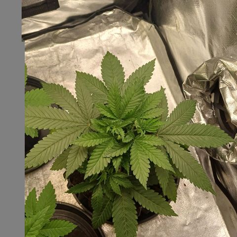 Gorilla Banana growlog timeline photo