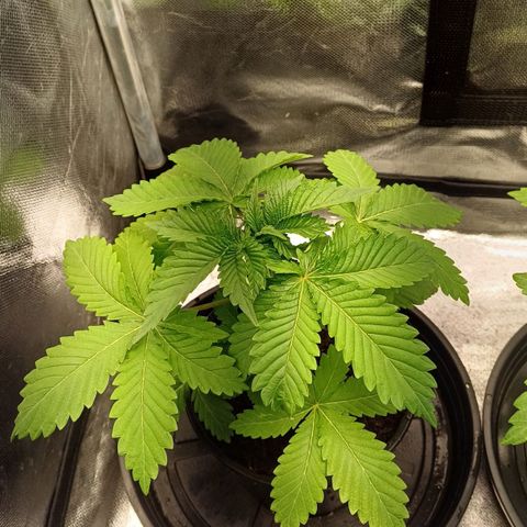 Bruce Banner OG 2# growlog timeline photo