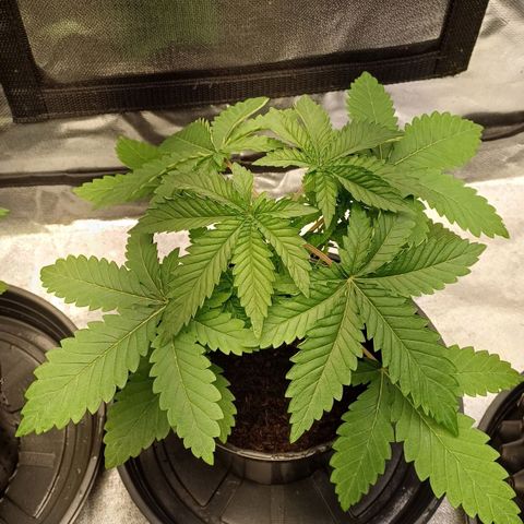 California Haze growlog timeline photo