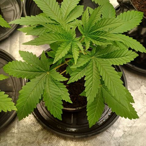 California Haze growlog timeline photo