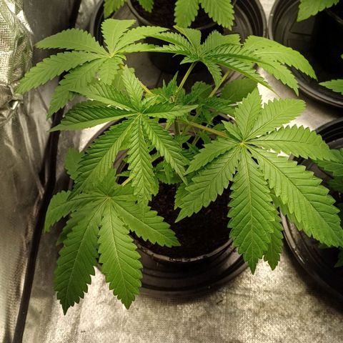 Bruce Banner OG 1# growlog timeline photo