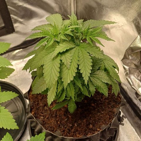 Gorilla Banana growlog timeline photo