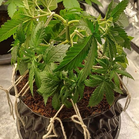 Gorilla Banana growlog timeline photo