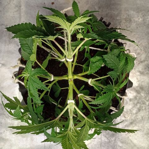 Gorilla Banana growlog timeline photo