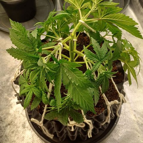 Gorilla Banana growlog timeline photo