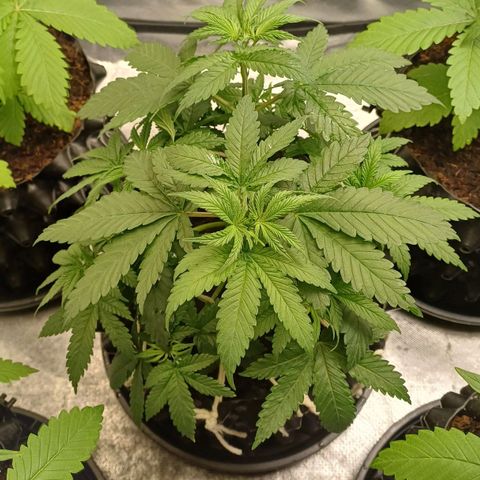 Gorilla Banana growlog timeline photo