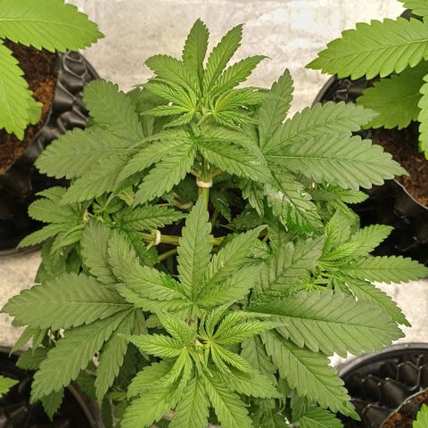 Gorilla Banana growlog timeline photo