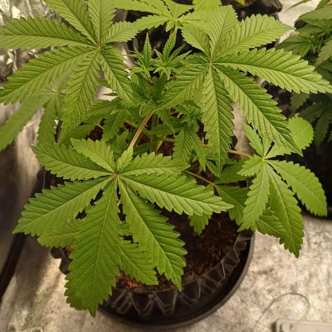 Bruce Banner OG 1# growlog timeline photo