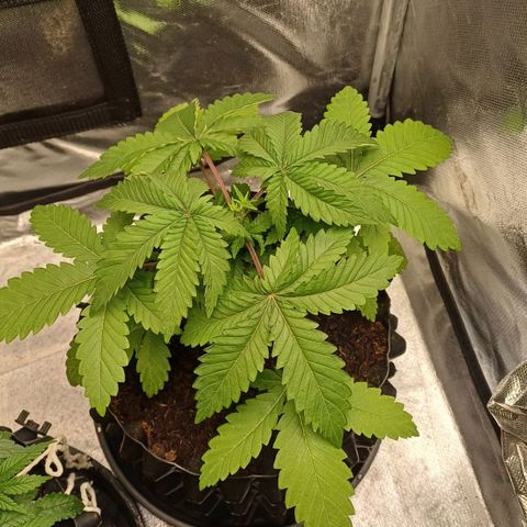 California Haze growlog timeline photo