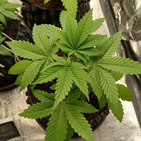 California Haze growlog timeline photo