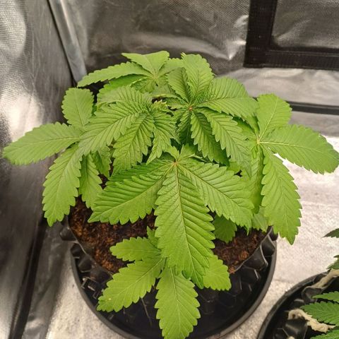 Bruce Banner OG 2# growlog timeline photo