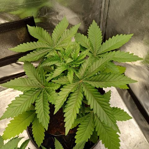 California Haze growlog timeline photo