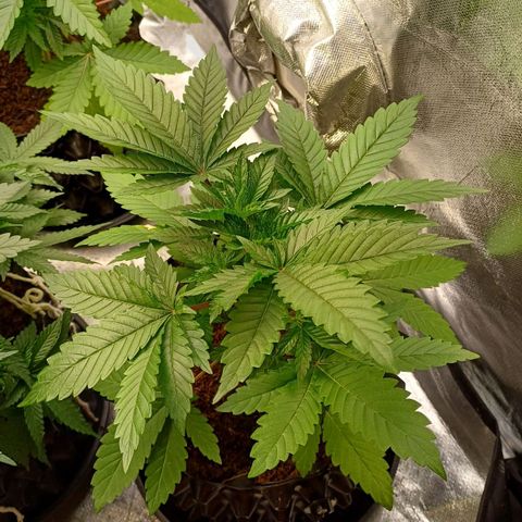California Haze growlog timeline photo