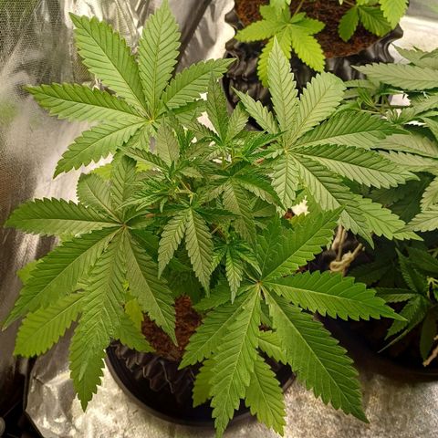 Bruce Banner OG 1# growlog timeline photo