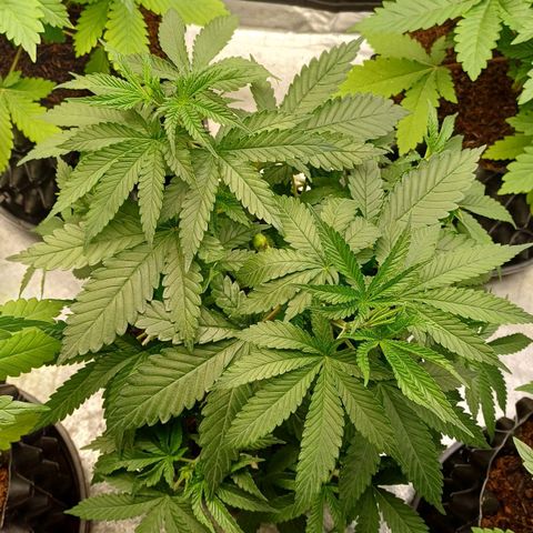 Gorilla Banana growlog timeline photo