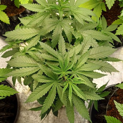 Gorilla Banana growlog timeline photo
