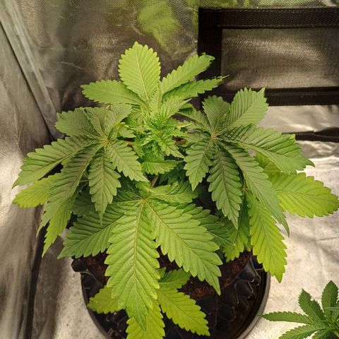 Bruce Banner OG 2# growlog timeline photo