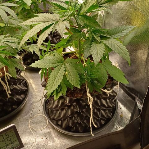 California Haze growlog timeline photo