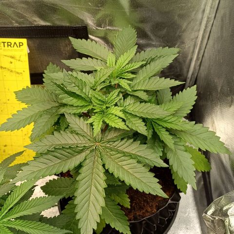 California Haze growlog timeline photo