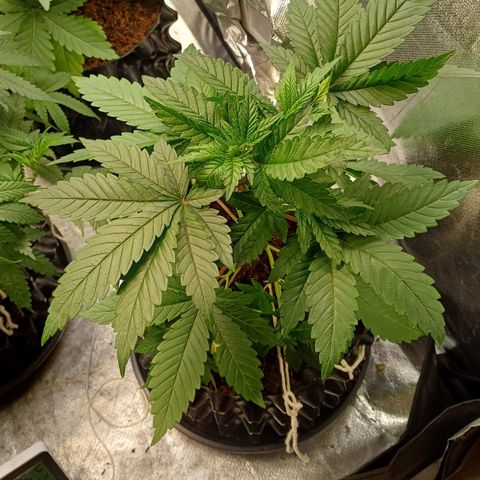 California Haze growlog timeline photo