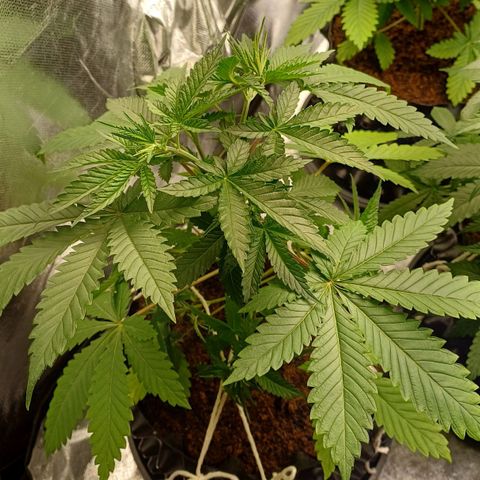 Bruce Banner OG 1# growlog timeline photo