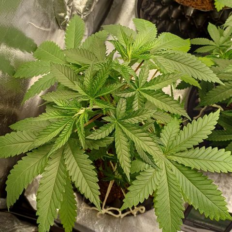 Bruce Banner OG 1# growlog timeline photo