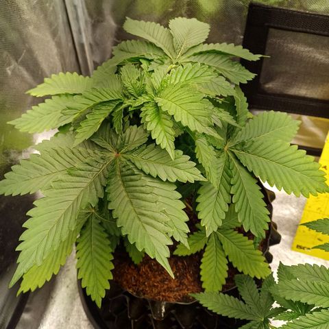 Bruce Banner OG 2# growlog timeline photo