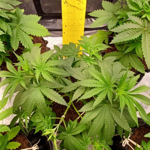 Gorilla Banana growlog timeline photo