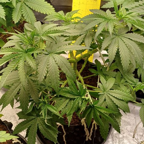 Gorilla Banana growlog timeline photo