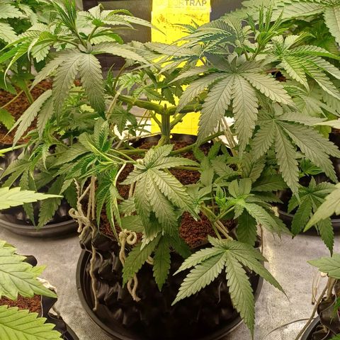 Gorilla Banana growlog timeline photo