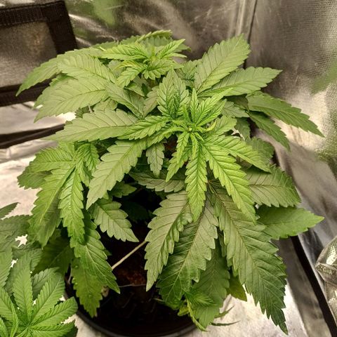 California Haze growlog timeline photo