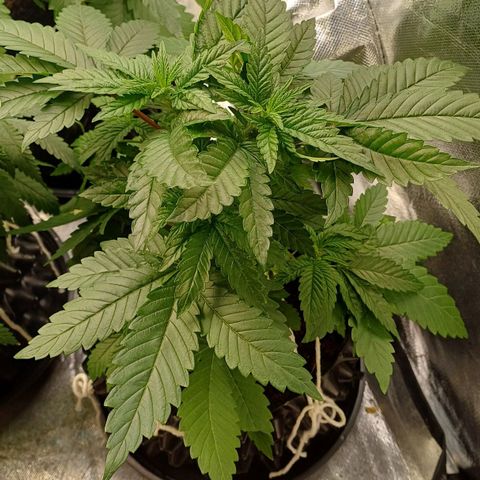 California Haze growlog timeline photo