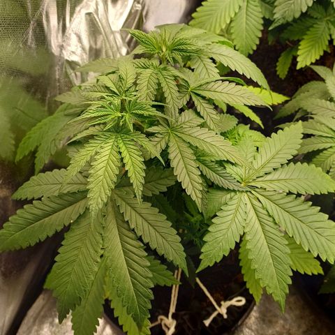 Bruce Banner OG 1# growlog timeline photo