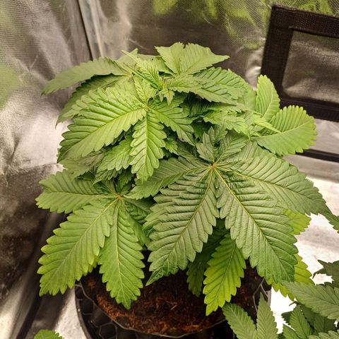 Bruce Banner OG 2# growlog timeline photo