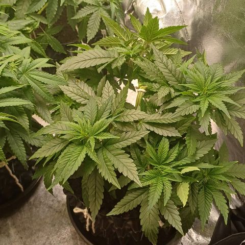 California Haze growlog timeline photo