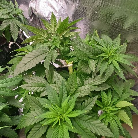 California Haze growlog timeline photo